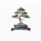 Cây bonsai
