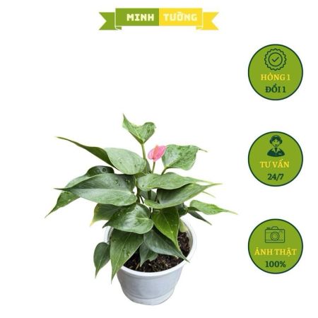 Cây sân vườn